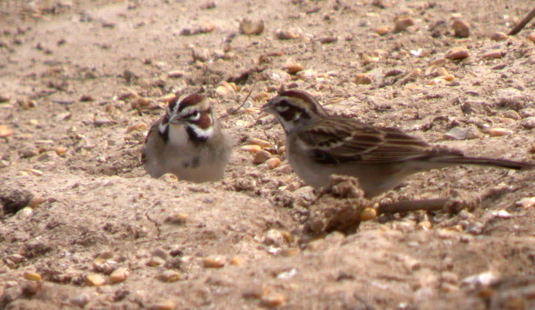 Lark Sparrows