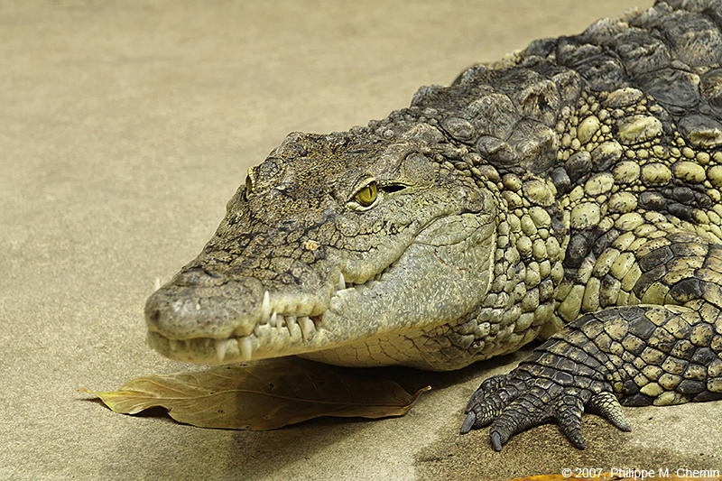 Nile crocodile - Crocodile du Nil