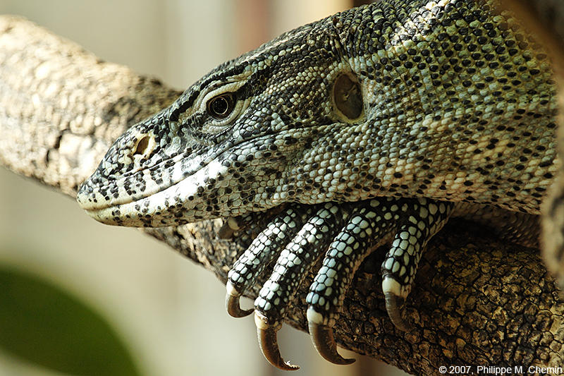 Varanus niloticus - Varan du Nil