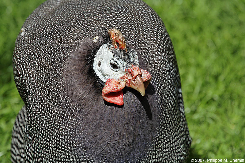 Guinea-fowl - Pintade commune