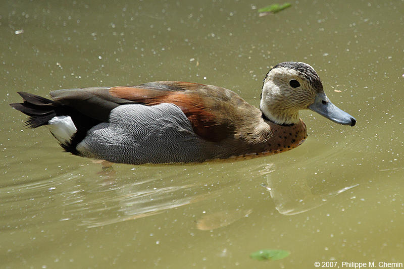 Ringed teal - Sarcelle  collier