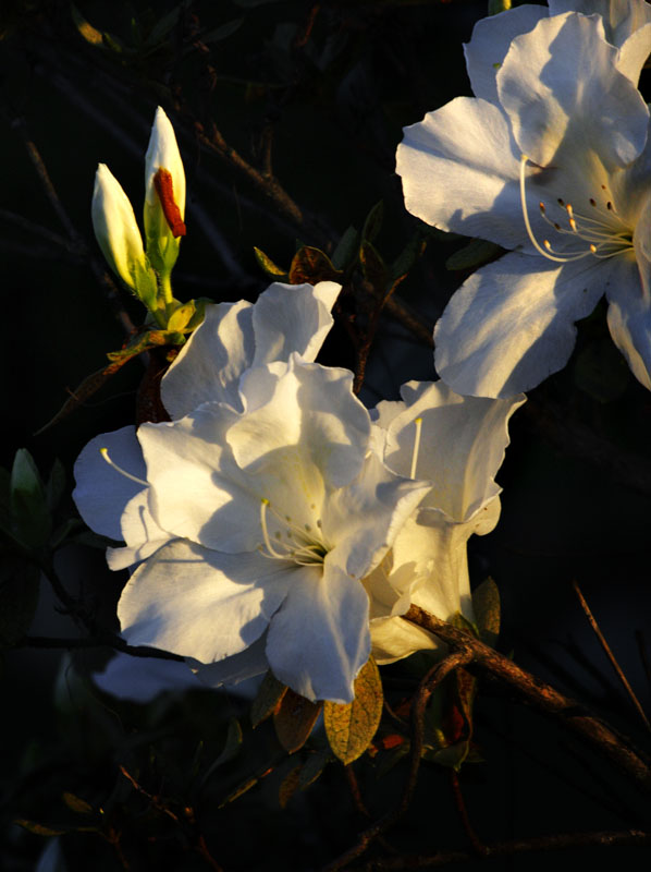 Azaleas