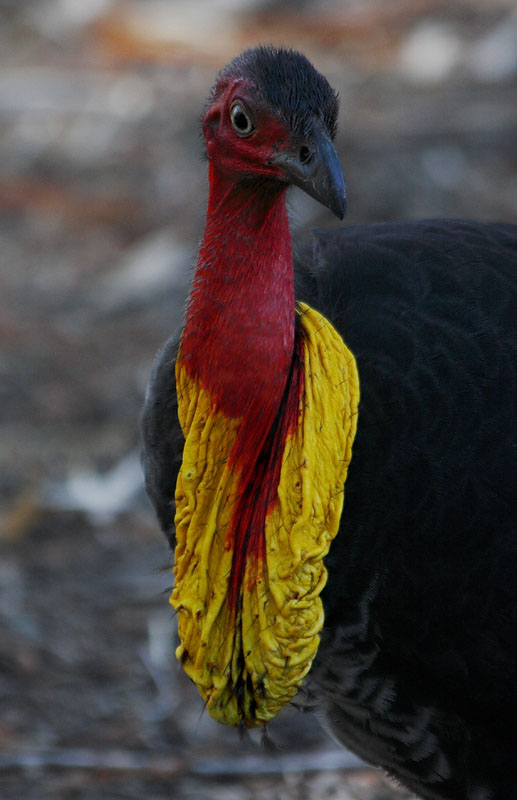 Brush Turkey