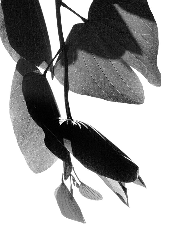 Bauhinia Leaves