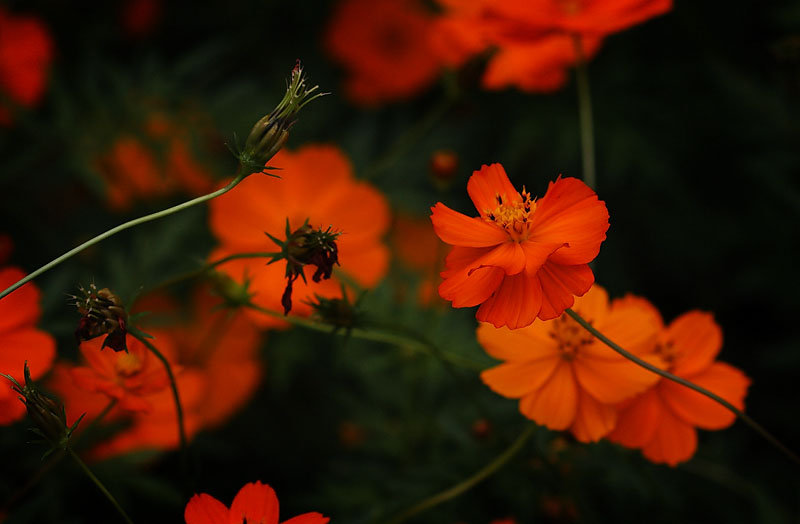 Coreopsis