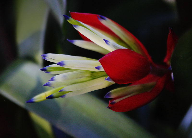 Bromeliad