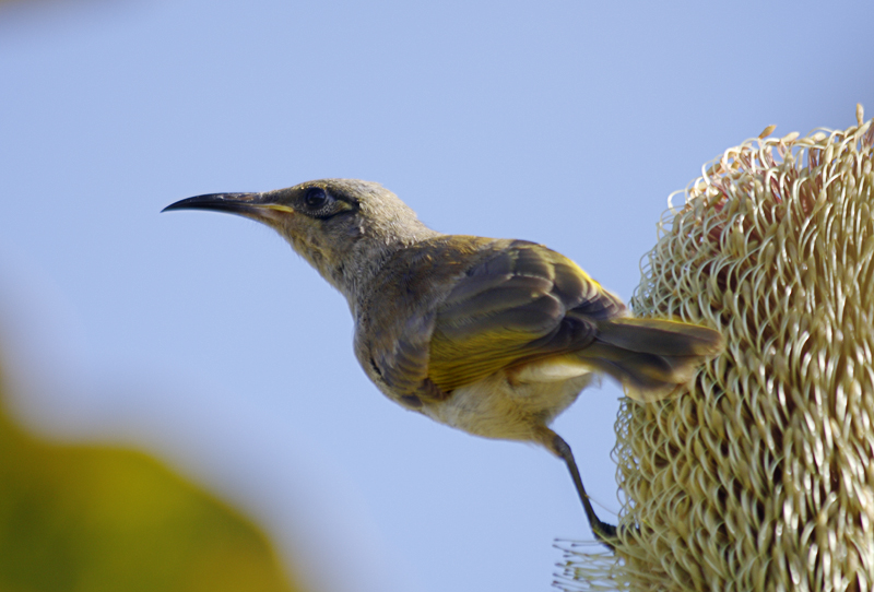 small_country_birds
