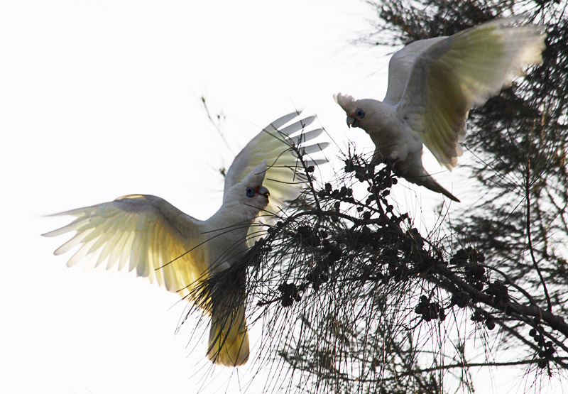 Corellas