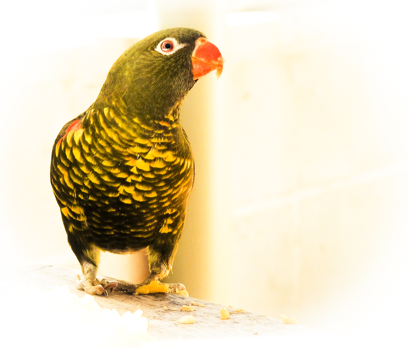 australian_lorikeets