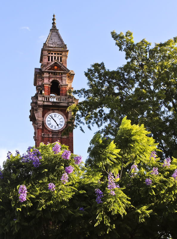 Clocktower with Jacaranda