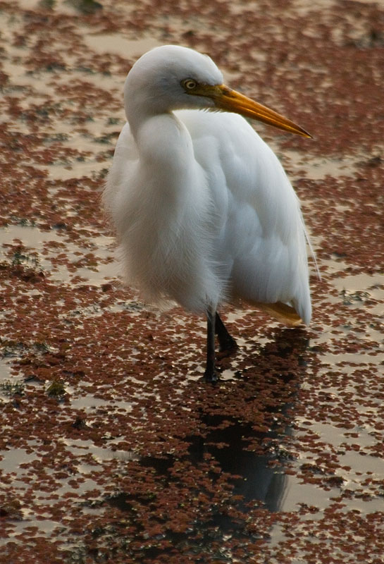 Intermediate Egret
