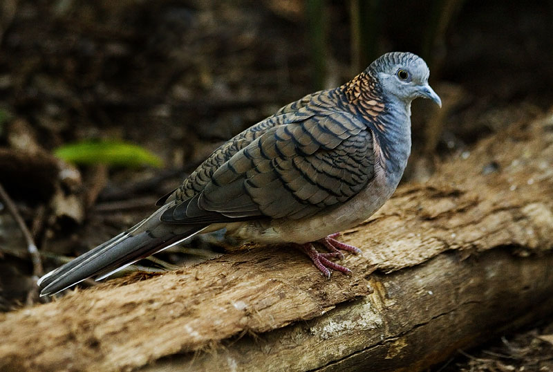 Bar Shouldered Dove