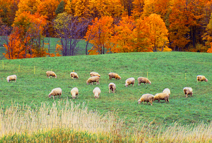 Grazing Sheep