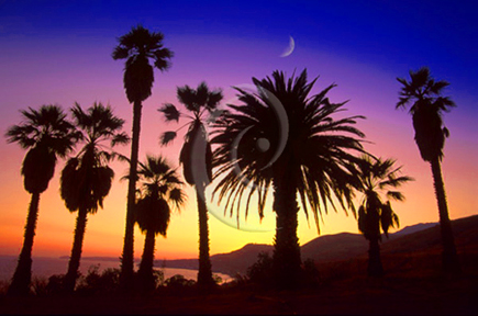 Crescent Palms