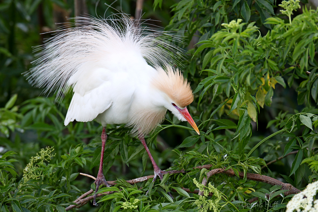 Gatorland Rookery