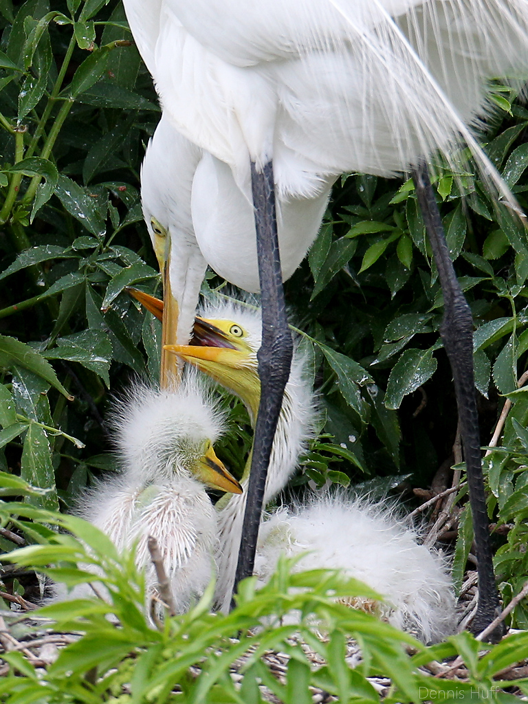 Gatorland Rookery