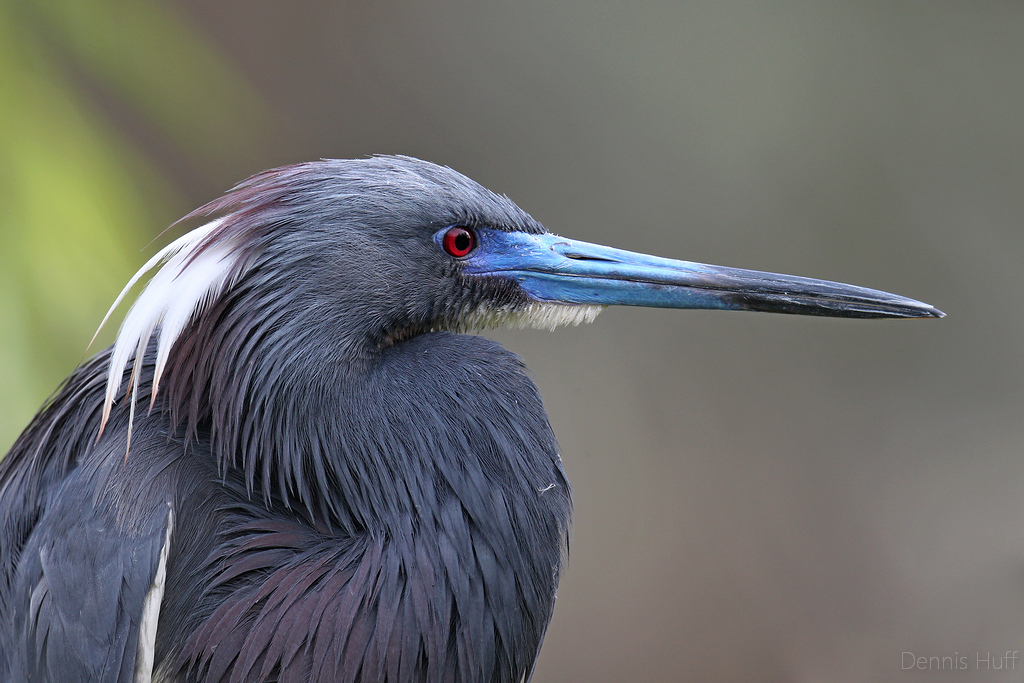 Gatorland Rookery