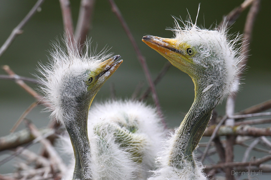 Gatorland Rookery