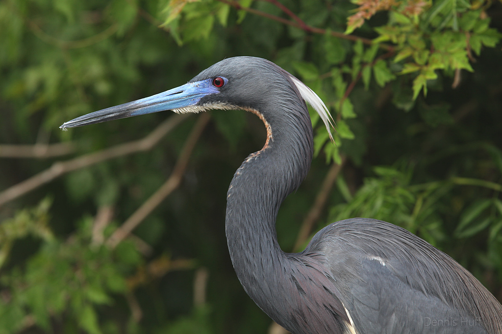 Gatorland Rookery