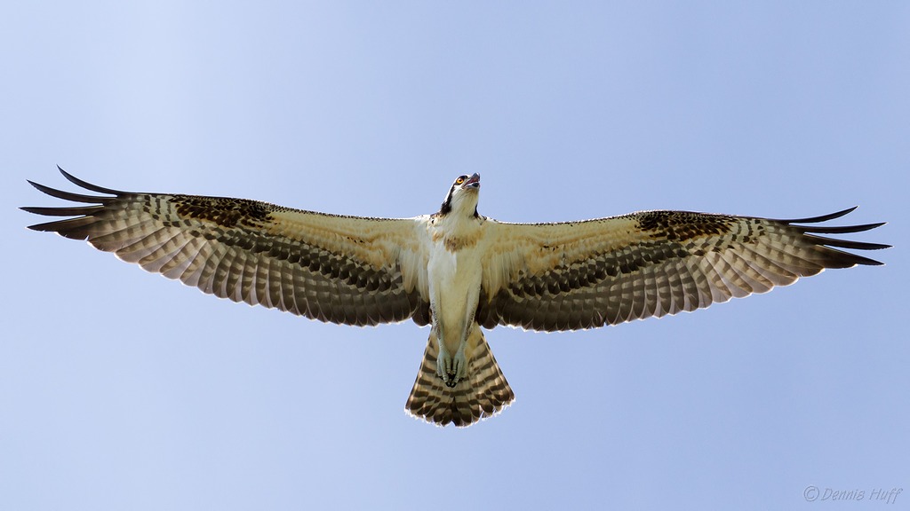 Osprey