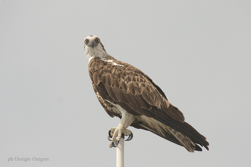 Falco Pescatore - Osprey