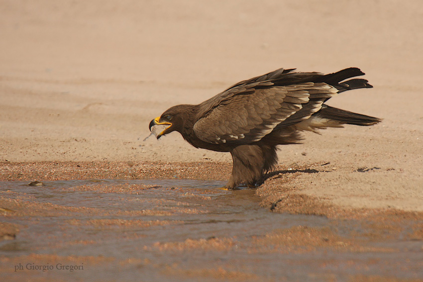 Aquila delle steppe - Steppe Eagle