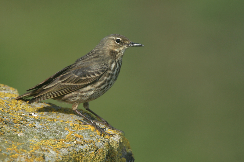 Water Pipit - Spioncello marino