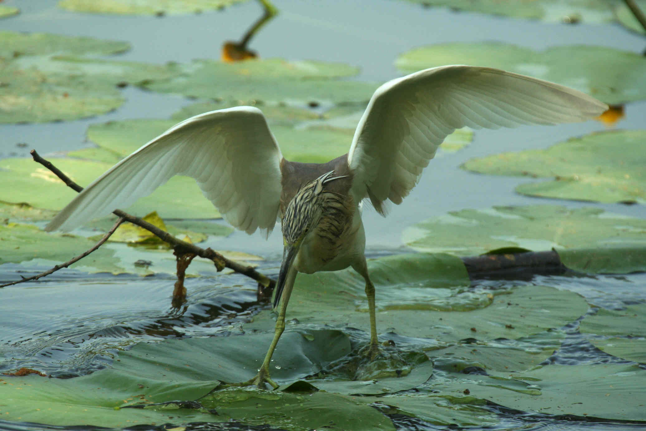 Squacco Heron