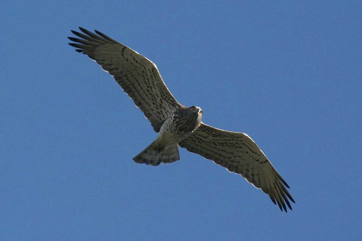 Short-toed Eagle