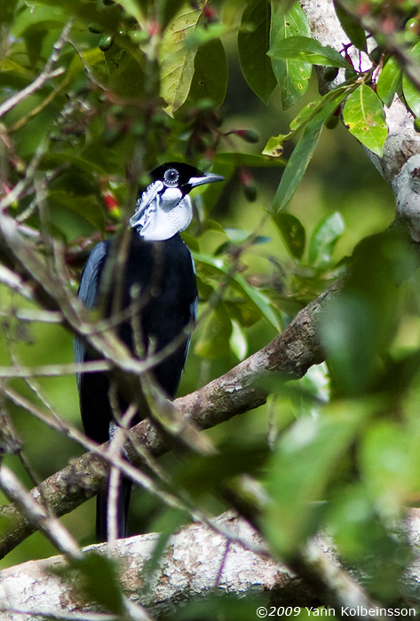 Bare-necked Fruitcrow, male
