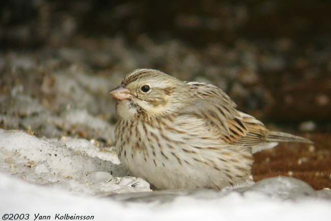 Savannah Sparrow, ssp. princeps (Ipswich Sparrow)
