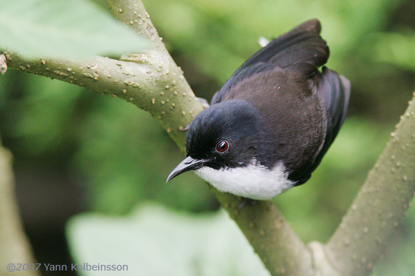 Black-backed Sibia