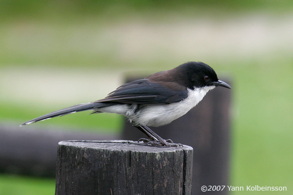 Black-backed Sibia