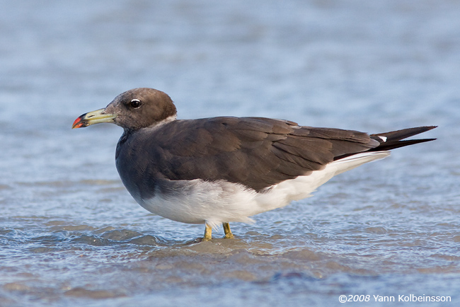 Larus hemprichii