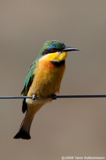 Merops pusillus
