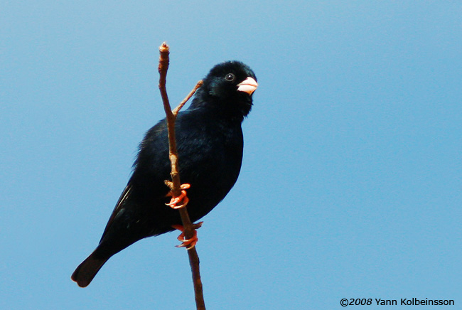 Purple Indigobird, singing male