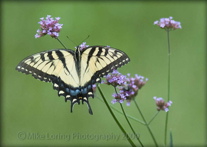 _4353_Tiger swallow tail.jpg