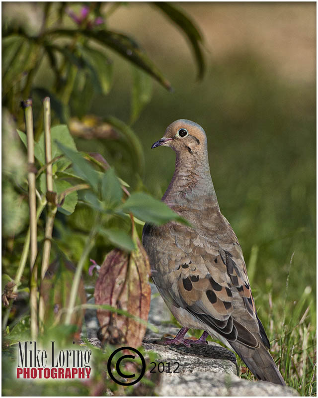 _29977 Mourning Dove.jpg