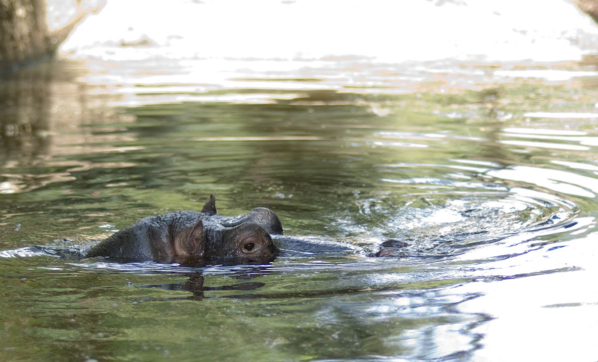 hippo.jpg