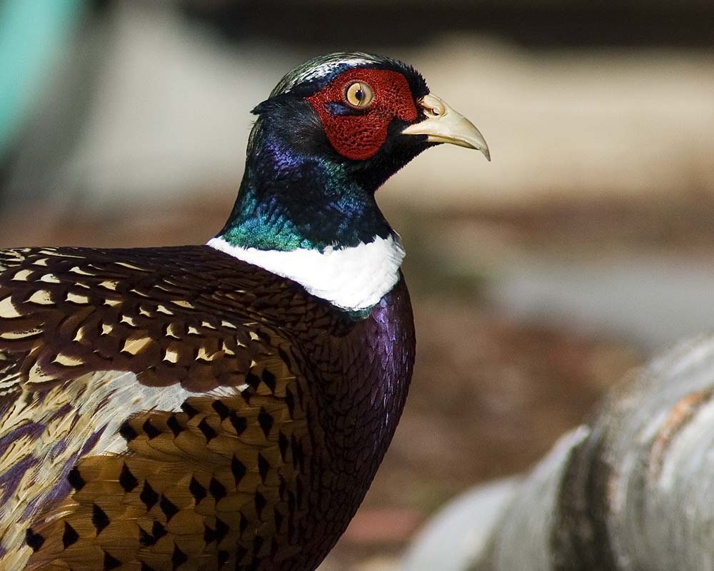 _D2X367811046pheasant crop.jpg