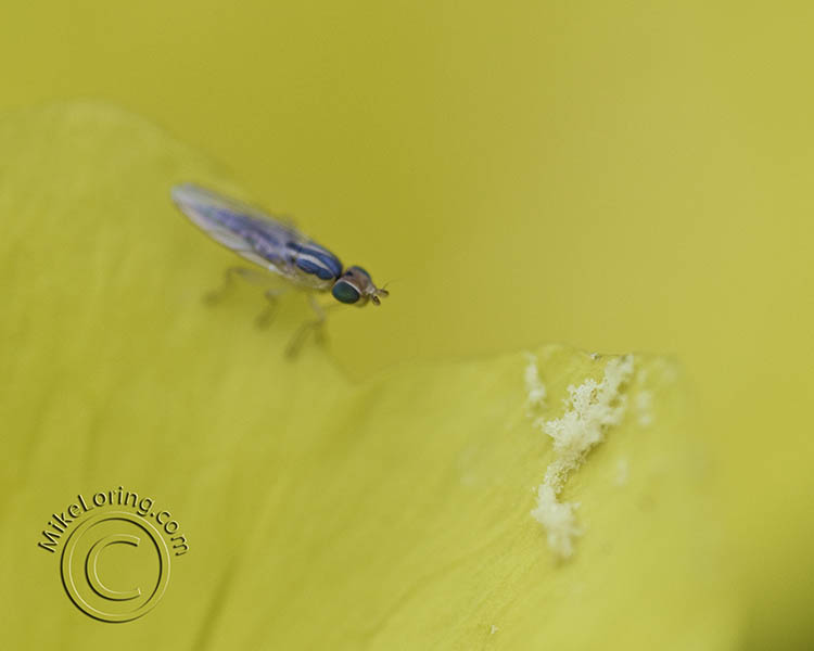 macro mini bug with pollen .jpg