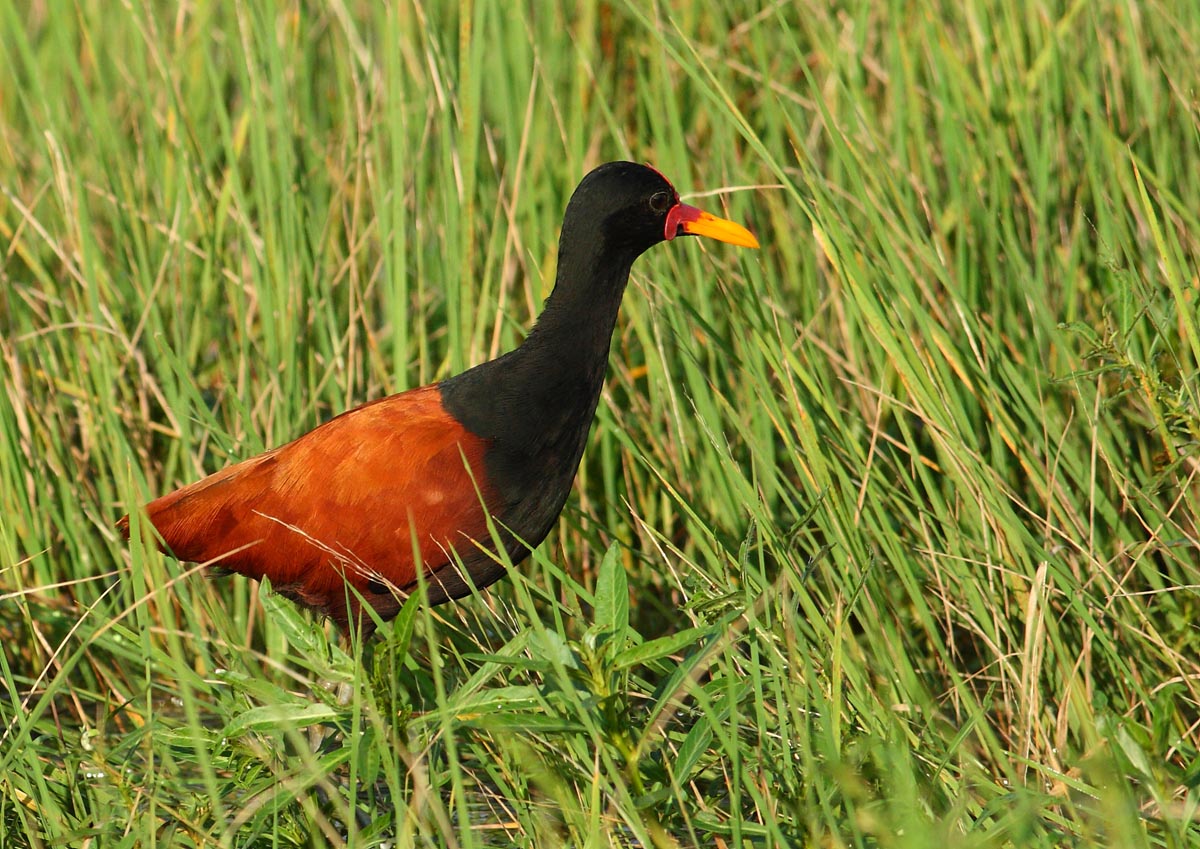 Jacana (Jacana jacana)