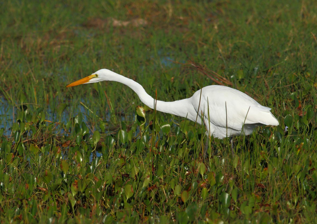 Garza blanca (Egretta alba)