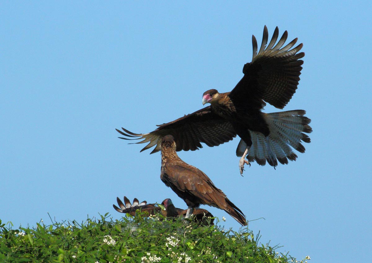 Carancho (Caracara plancus)