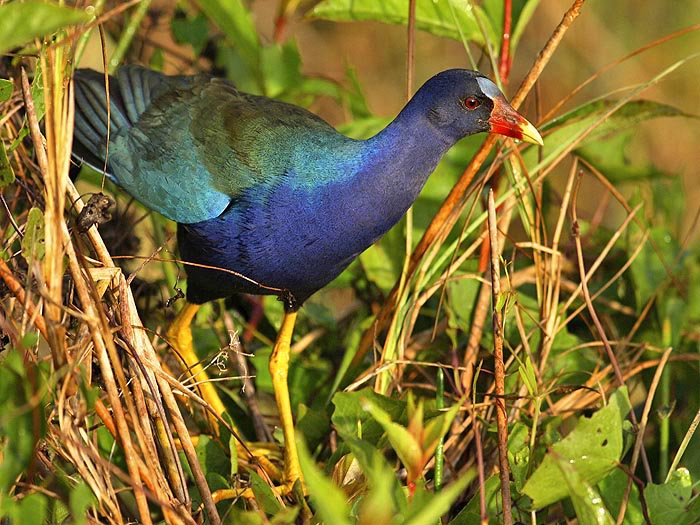 Purple gallinule (Porphyrio martinica)