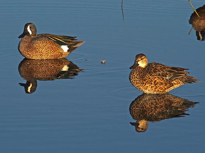 Blue-winged teal (Anas discors)