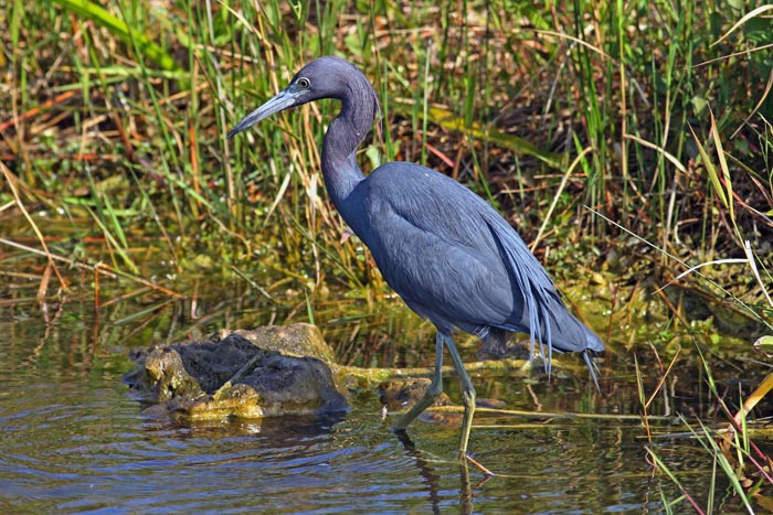 Little blue heron (Egretta caerulea)