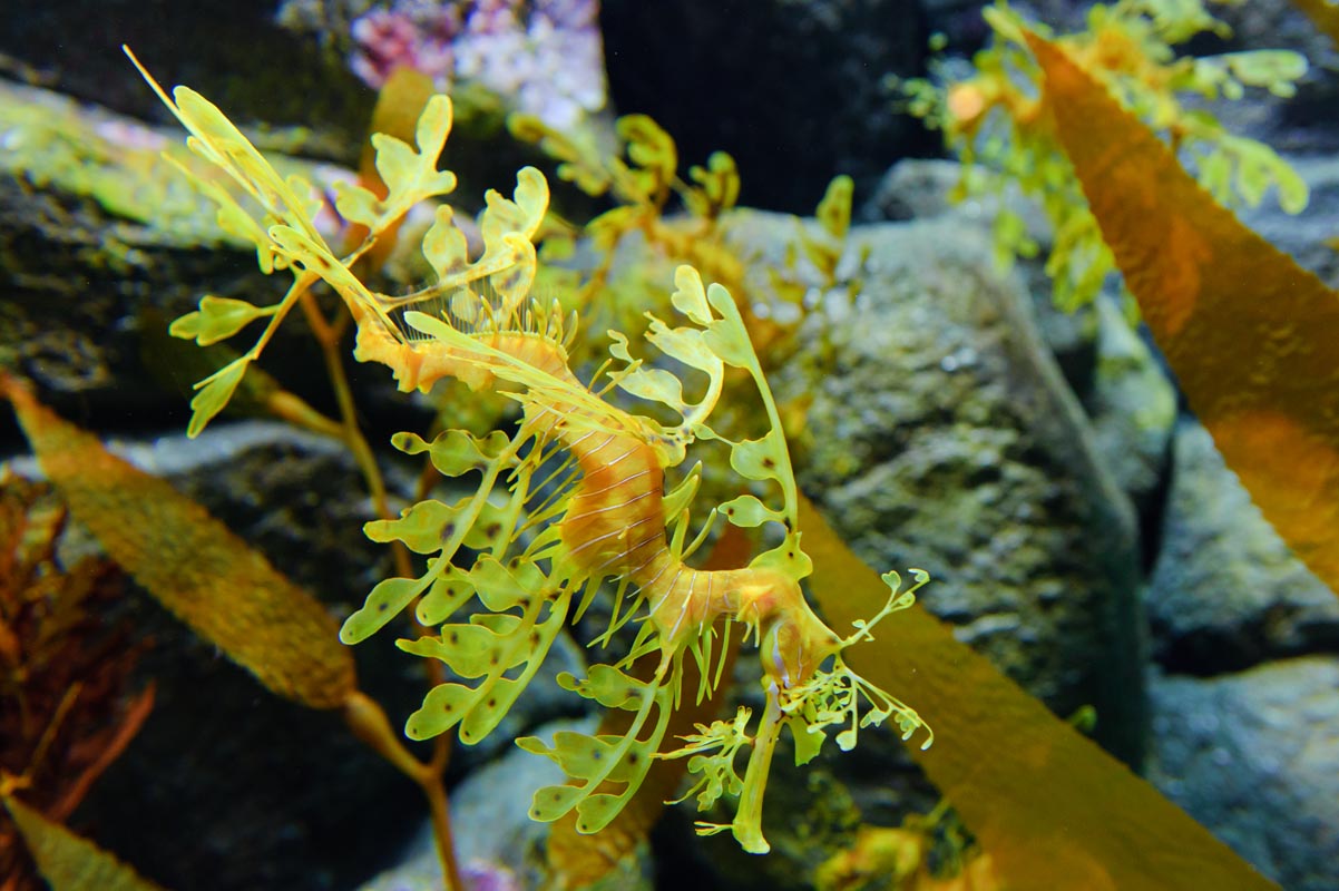 leafy sea dragon