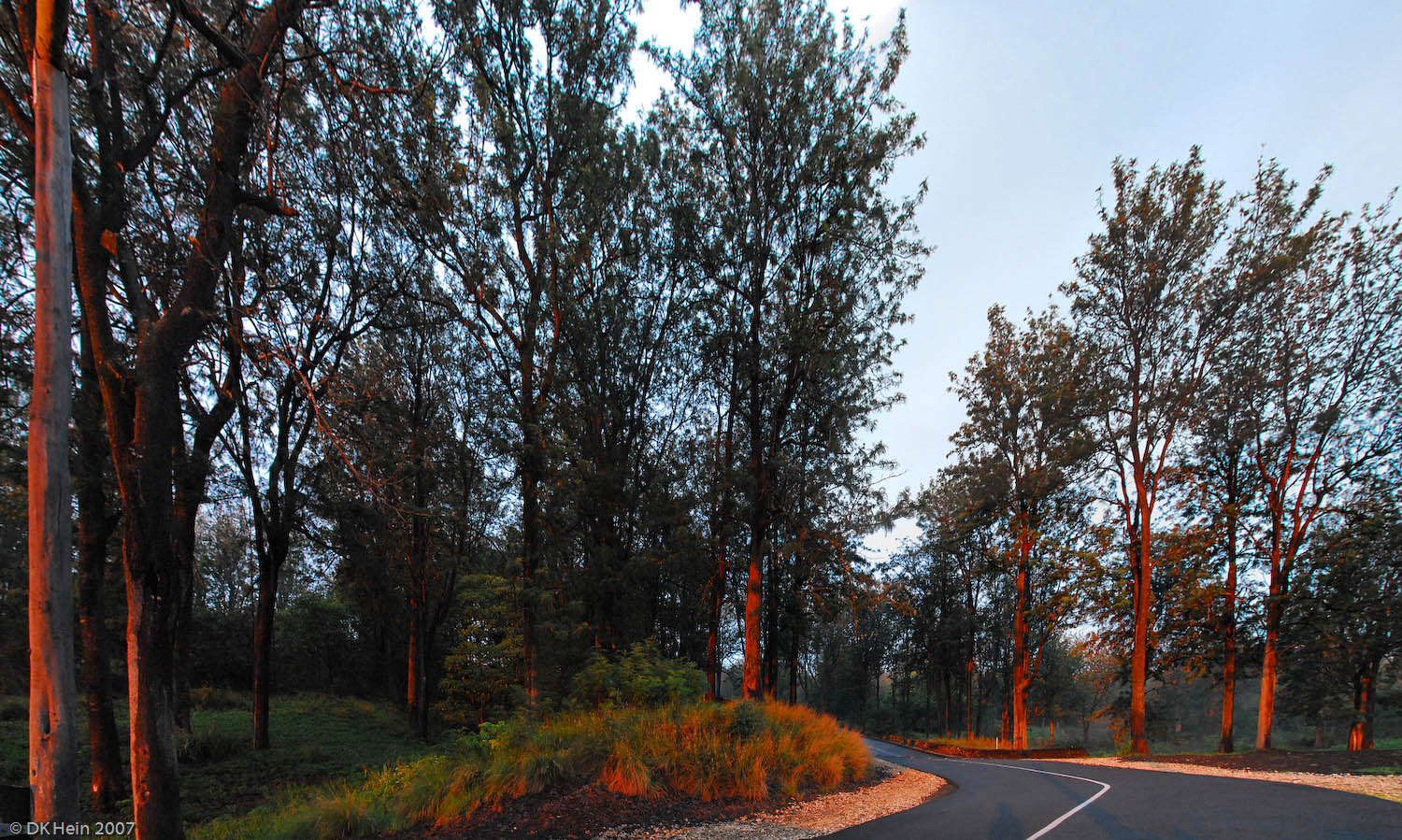 ohia at sunset