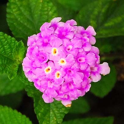 lantana